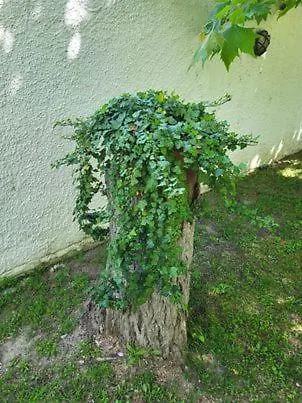 ρόζμαρι Studio * Paliouri